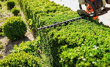 murray-works-services-shrub-trimming
