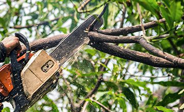 murray-works-services-tree-work